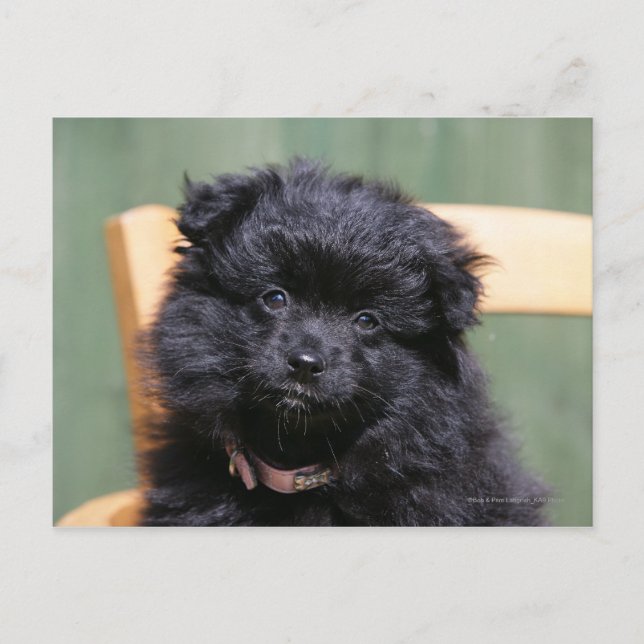Carte Postale Chiot de Poméranie Noire (Devant)