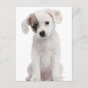 Carte Postale Chiot de race croisée (2 mois)