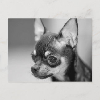 Carte Postale Chiot de race de Chiwawa