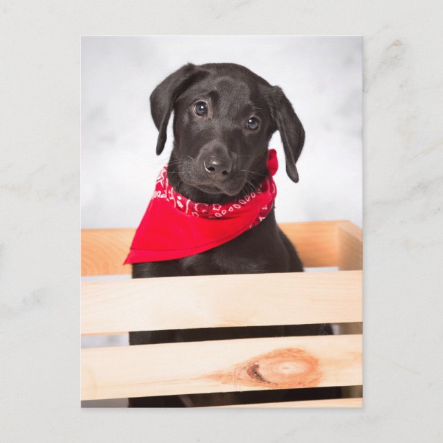 Carte Postale Chiot de récupération Black Labrador (Devant)