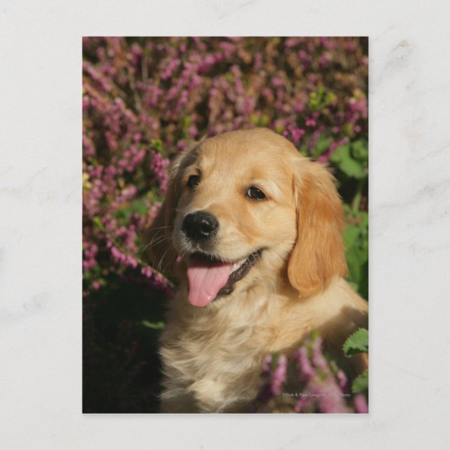 Carte Postale Chiot de rétracteur d'or (Devant)