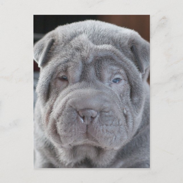 Carte Postale Chiot de Sharpei (Devant)