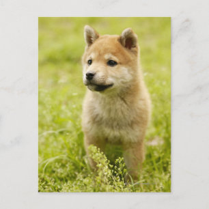 Carte Postale Chiot de Shiba-ken