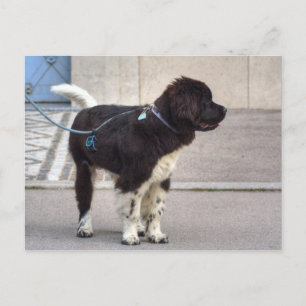 Carte Postale Chiot de Terre-Neuve