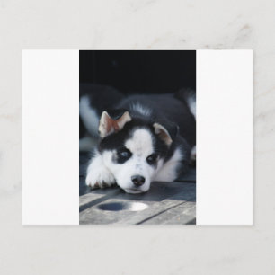 Carte Postale Chiot de traîneau Husky Earky Lop de l'Alaska