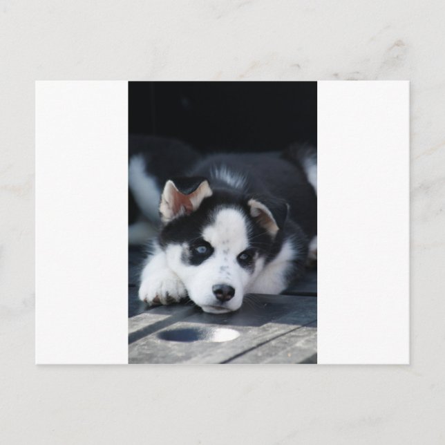 Carte Postale Chiot de traîneau Husky Earky Lop de l'Alaska (Devant)
