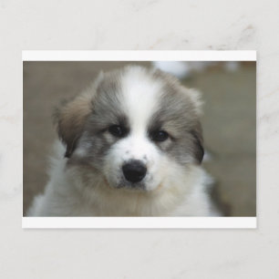 Carte Postale Chiot des Pyrénées