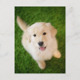 Carte Postale Chiot d'or rétriever sur l'herbe