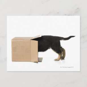 Carte Postale Chiot en carton