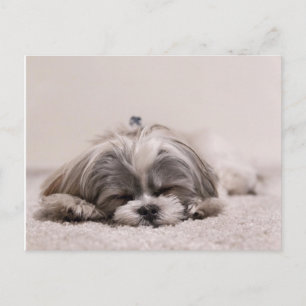 Carte Postale Chiot endormi