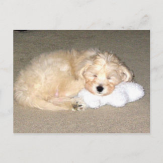 Carte Postale Chiot endormi