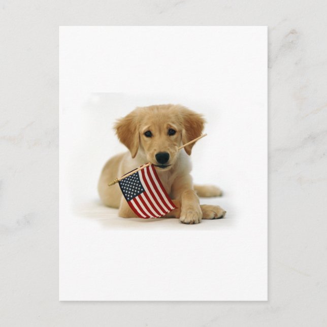 Carte Postale Chiot et drapeau Golden Retriever (Devant)