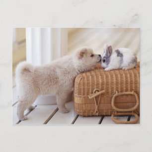 Carte Postale Chiot et lapin