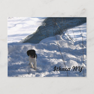 Carte Postale Chiot froid
