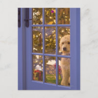 Chiot Golden Doodle avec vue sur la porte en verre