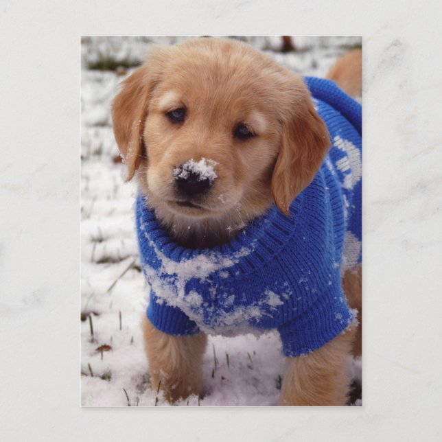 Carte Postale Chiot Golden Retriever (Devant)