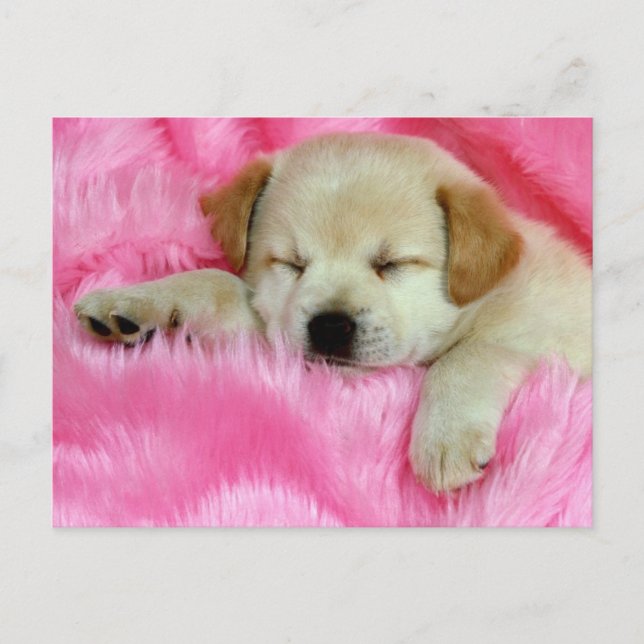 Carte Postale Chiot Golden Retriever (Devant)