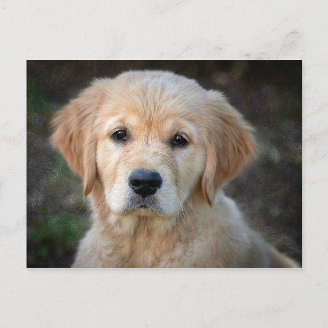 Carte Postale Chiot Golden Retriever (Devant)