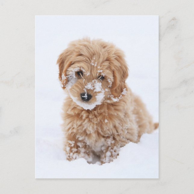 Carte Postale Chiot Goldendoodé Avec Neige Sur La Face (Devant)