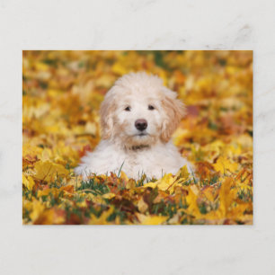 Carte Postale Chiot Goldendoodle En Feuilles Automnes