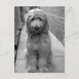 Carte Postale Chiot Goldendoodle en Jardin