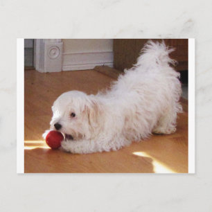 Carte Postale Chiot Havanais blanc jouant avec le ballon rouge