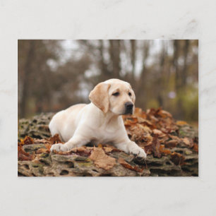 Carte Postale Chiot jaune du Labrador à l'automne