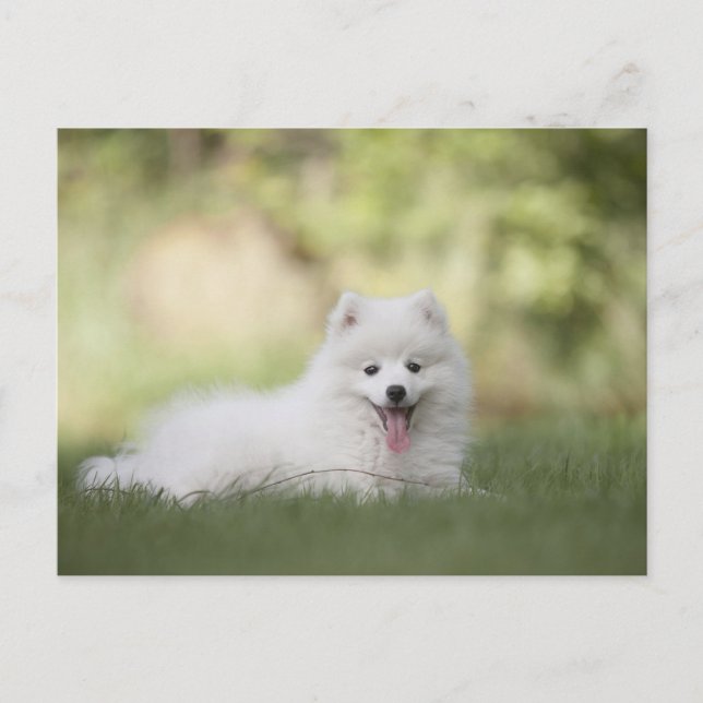 Carte Postale Chiot Keeshond Blanc Fluffy (Devant)
