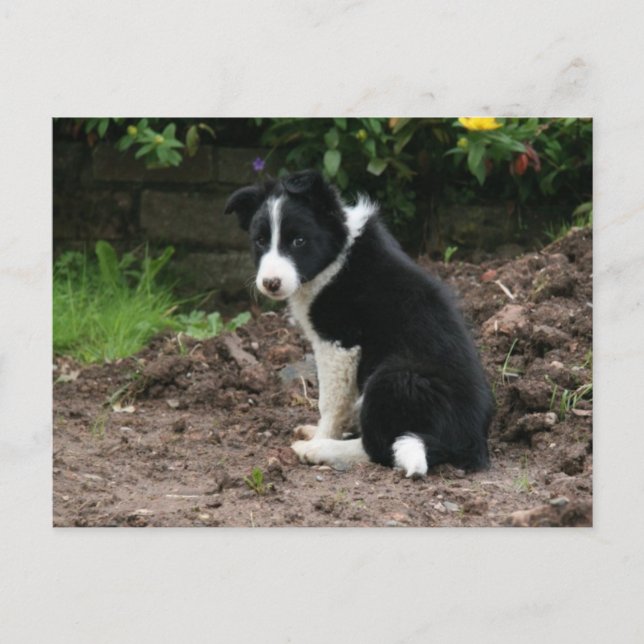 Carte Postale Chiot malfaisant (Devant)
