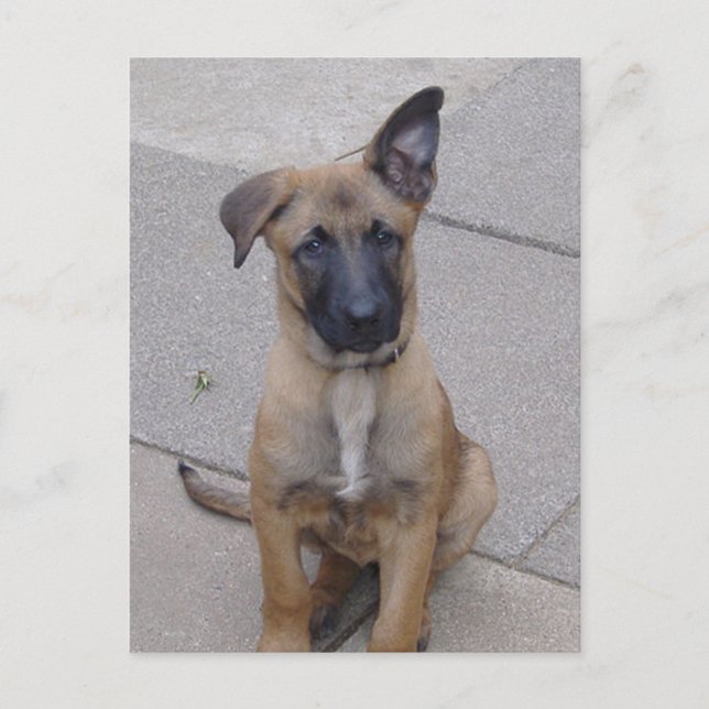 Carte Postale chiot malinois assis.png (Devant)