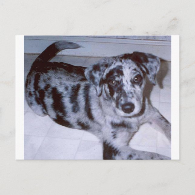 Carte Postale chiot merle bleu -Catahoula.png (Devant)