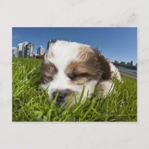 Carte Postale Chiot mignon dans un parc, Vancouver, BC, Canada.