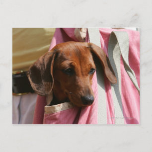 Carte Postale Chiot miniature à poil lisse
