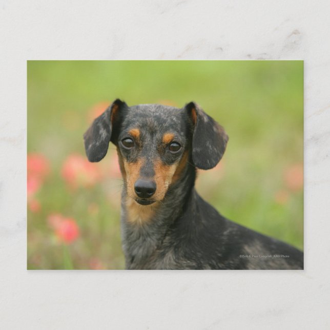 Carte Postale Chiot miniature à poil lisse en regard (Devant)