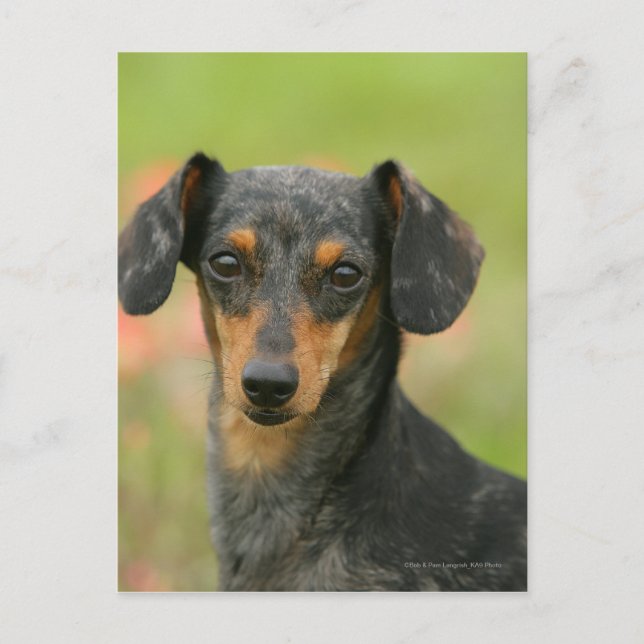 Carte Postale Chiot miniature à poil lisse en regard (Devant)