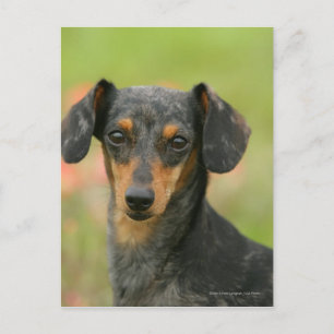 Carte Postale Chiot miniature à poil lisse en regard