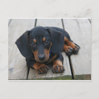 Carte Postale Chiot noir Dachshund