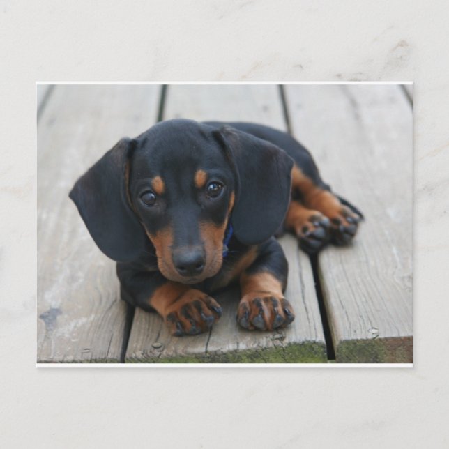 Carte Postale Chiot noir Dachshund (Devant)