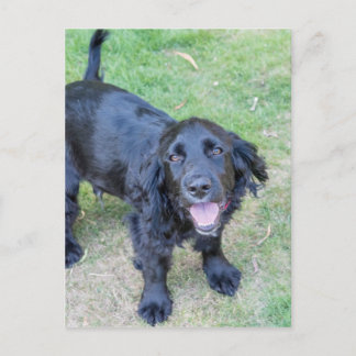 Carte Postale Chiot noir mignon