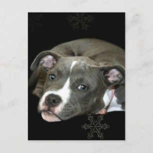 Carte Postale Chiot Pitbull bleu