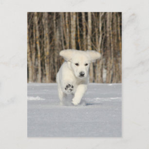 Carte Postale Chiot polaire