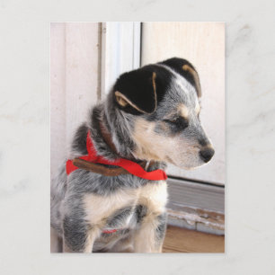 Carte Postale Chiot posé