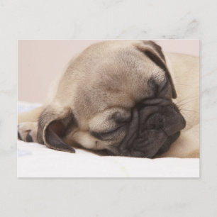 Carte Postale Chiot qui dort rondement