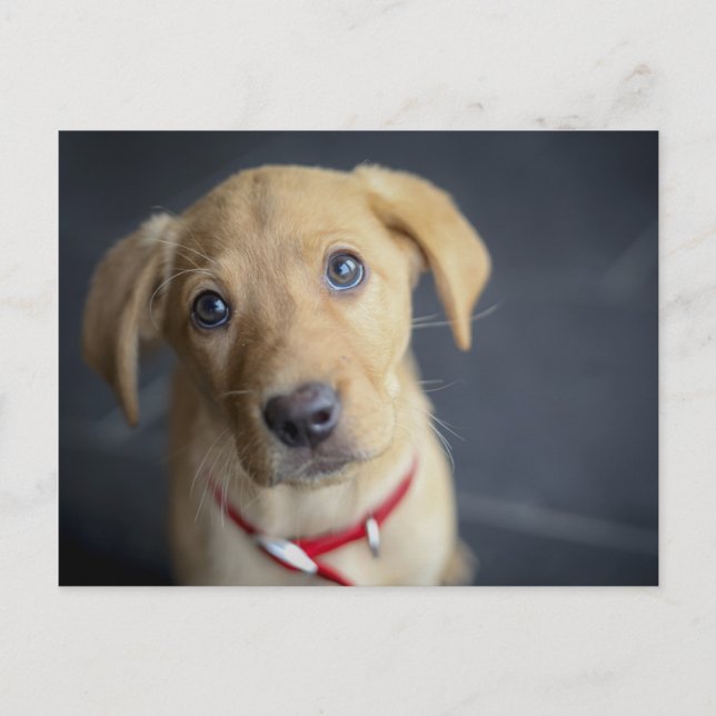 Carte Postale Chiot Red Fox Labrador (Devant)