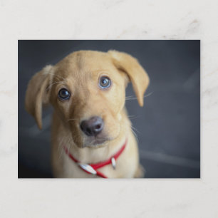 Carte Postale Chiot Red Fox Labrador