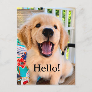 Carte Postale Chiot Retriever Golden Sourire Bonjour