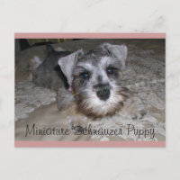 Chiot Schnauzer Miniature