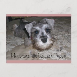 Carte Postale Chiot Schnauzer Miniature