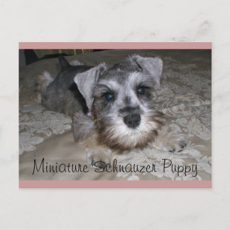 Carte Postale Chiot Schnauzer Miniature