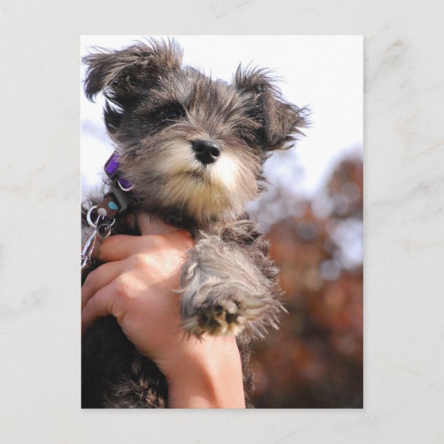 Carte Postale Chiot Schnauzer Miniature (Devant)
